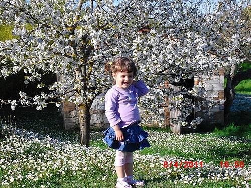 Pacina 2011