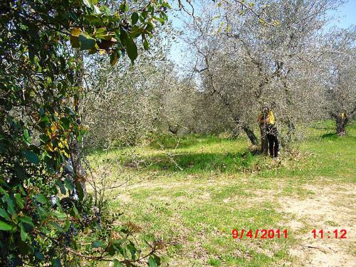 Pacina 2011